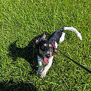 Trojan joined the competition — help win amazing prizes! dog, puppy, black_and_white, outdoor, grass, lawn, sunlight, shadow, leash, collar, running, playing, happy, open_mouth, tongue, ears, small_dog, animal, park, pet
