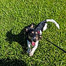 dog, puppy, black_and_white, outdoor, grass, lawn, sunlight, shadow, leash, collar, running, playing, happy, open_mouth, tongue, ears, small_dog, animal, park, pet