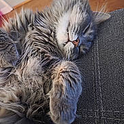 Rocket joined the competition — help win amazing prizes! cat, sleeping, fluffy, gray_cat, pet, indoor, couch, furniture, cozy, nap, fur, whiskers, paw, relaxed, home, closeup, animal, cute, resting, domestic_cat
