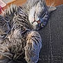 cat, sleeping, fluffy, gray_cat, pet, indoor, couch, furniture, cozy, nap, fur, whiskers, paw, relaxed, home, closeup, animal, cute, resting, domestic_cat