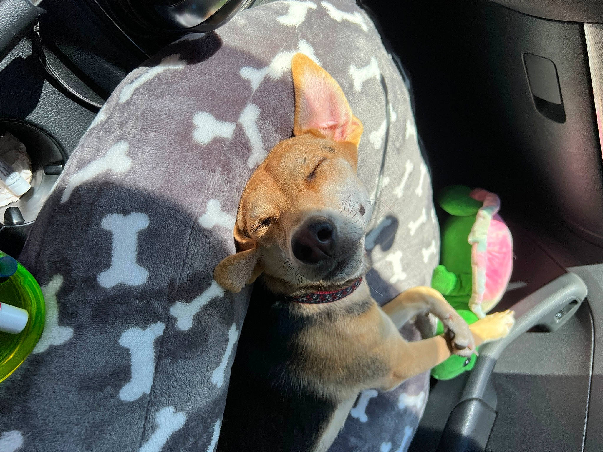 Koyari joined the competition — help win amazing prizes! auto_part, carnivore, chihuahua, companion_dog, dog, dog_breed, fawn, fur, leash, plush, puppy, snout, sporting_group, street_dog, stuffed_toy, tail, toy, toy_dog, vehicle_door, whiskers