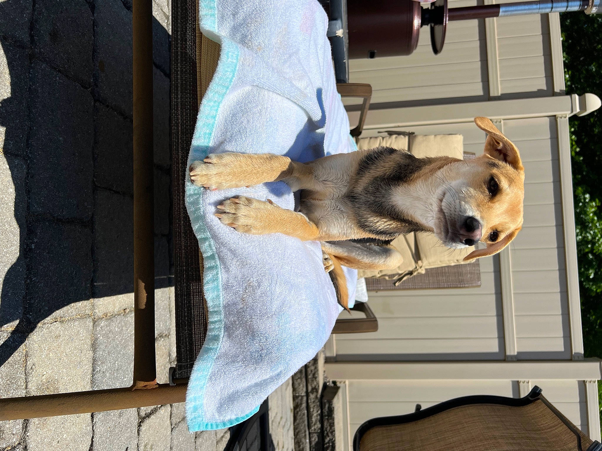 Koyari joined the competition — help win amazing prizes! canidae, carnivore, dog_breed, fawn, fur, grey, hat, house, snout, sporting_group, tail, tree, wildlife, window, wood, wool, working_animal