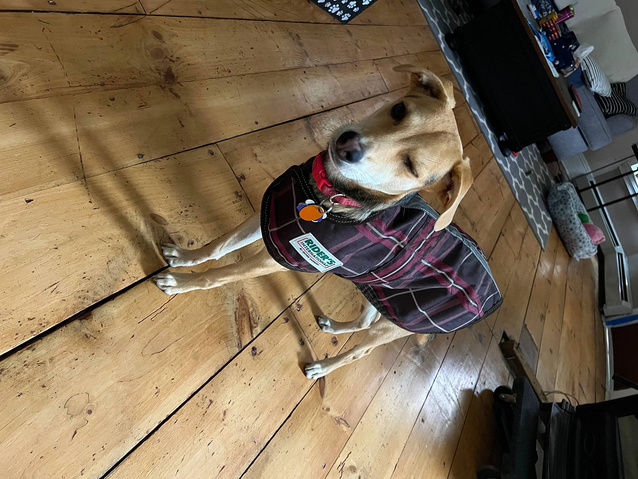 Koyari is registered to the contest to win money with this photo: canidae, carnivore, collar, companion_dog, dog, dog_breed, dog_clothes, dog_supply, fawn, floor, flooring, hardwood, personal_protective_equipment, pet_supply, plank, varnish, wood, wood_flooring, wood_stain, working_animal