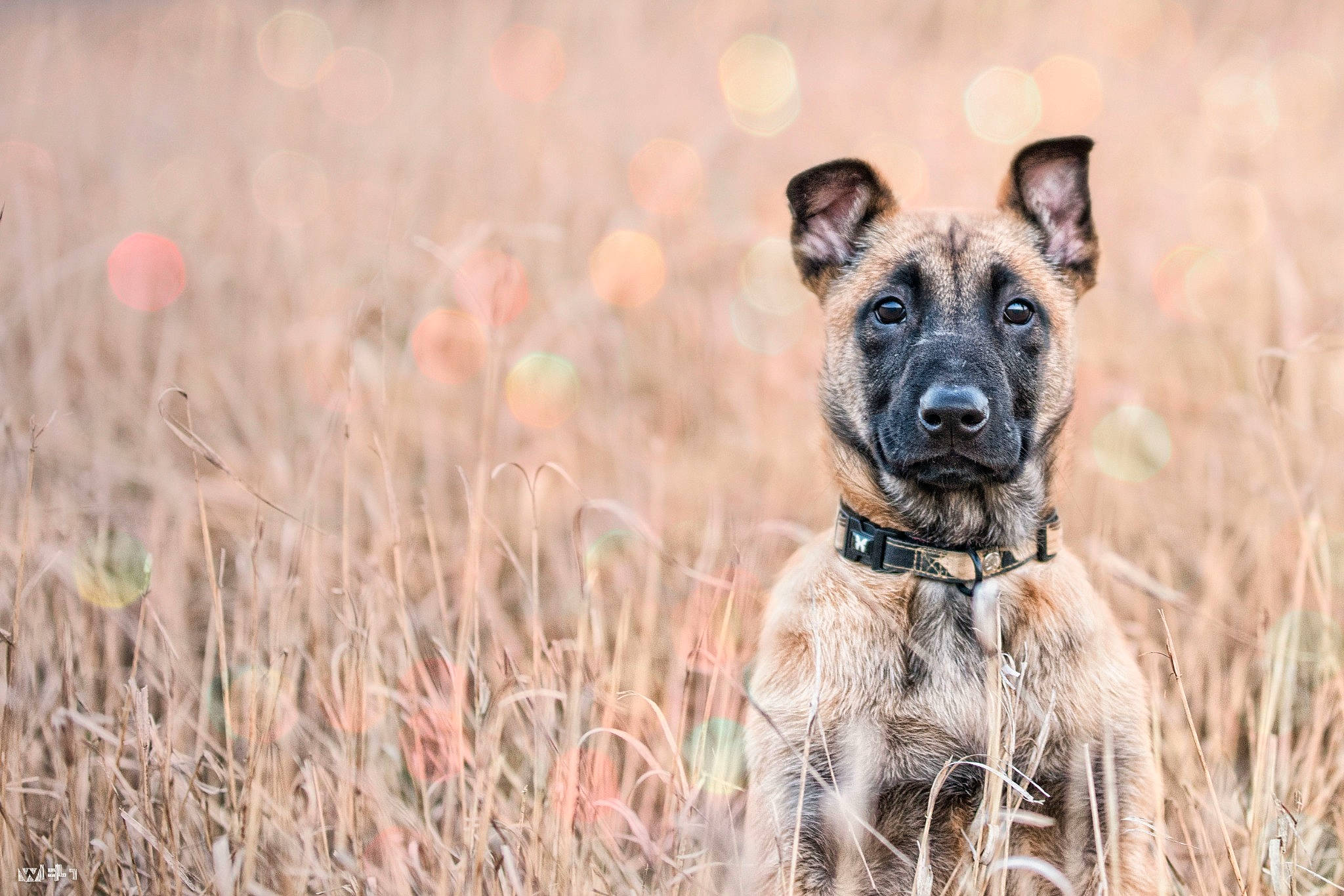 Magnum participe au concours pour gagner de l'argent avec cette photo : canidae, carnivore, collar, companion_dog, dog, dog_breed, dog_collar, fawn, grass, grassland, guard_dog, lycaon_pictus, plant, prairie, terrestrial_animal, tree, whiskers, wildlife, working_animal, working_dog