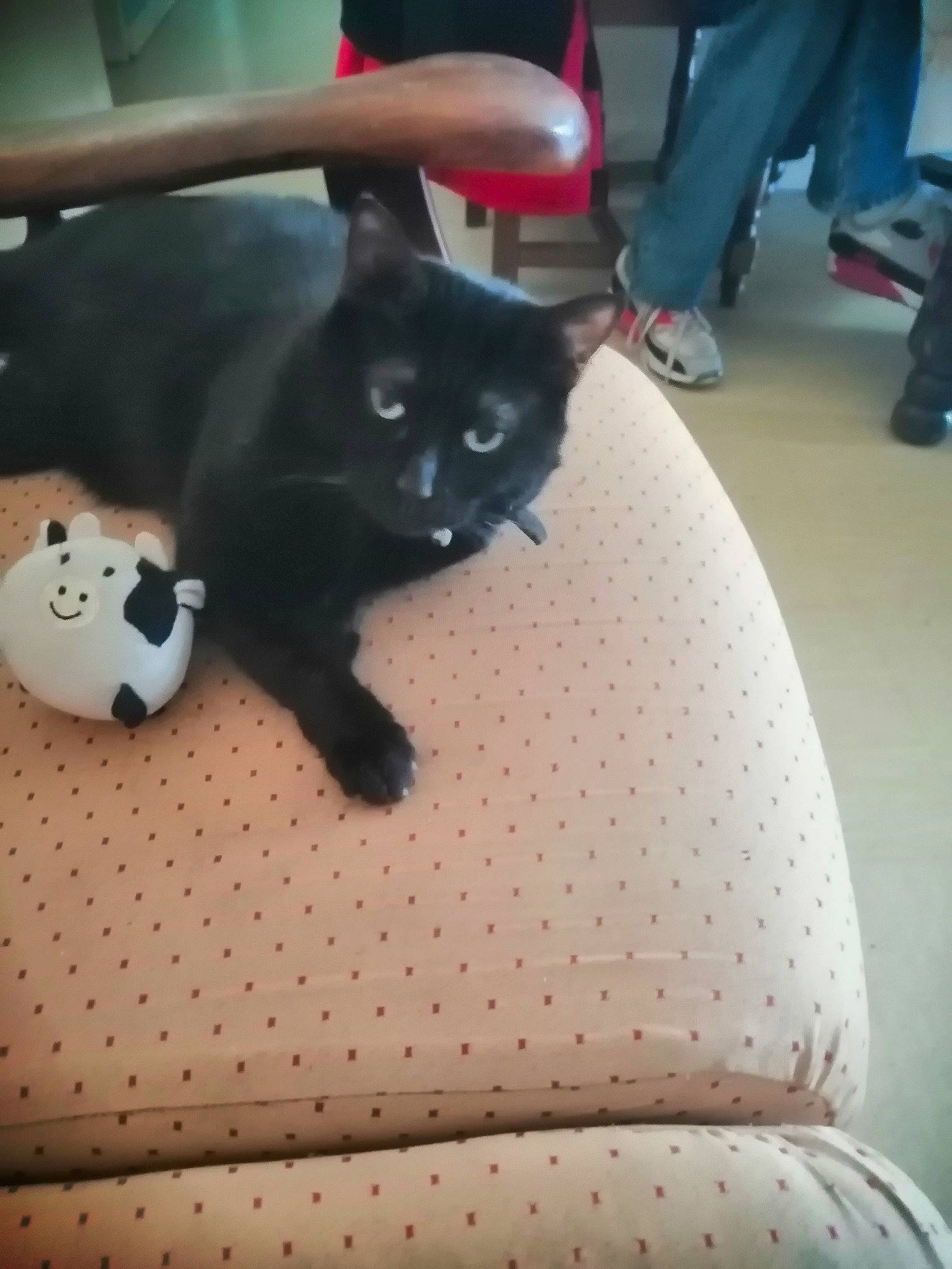 Rubis a rejoint le concours — aidez-le/la à gagner de superbes lots ! auto_part, black_cat, bombay, carnivore, cat, chair, comfort, dice, domestic_short_haired_cat, felidae, floor, flooring, human_leg, linens, pattern, paw, small_to_medium_sized_cats, snout, tail, whiskers