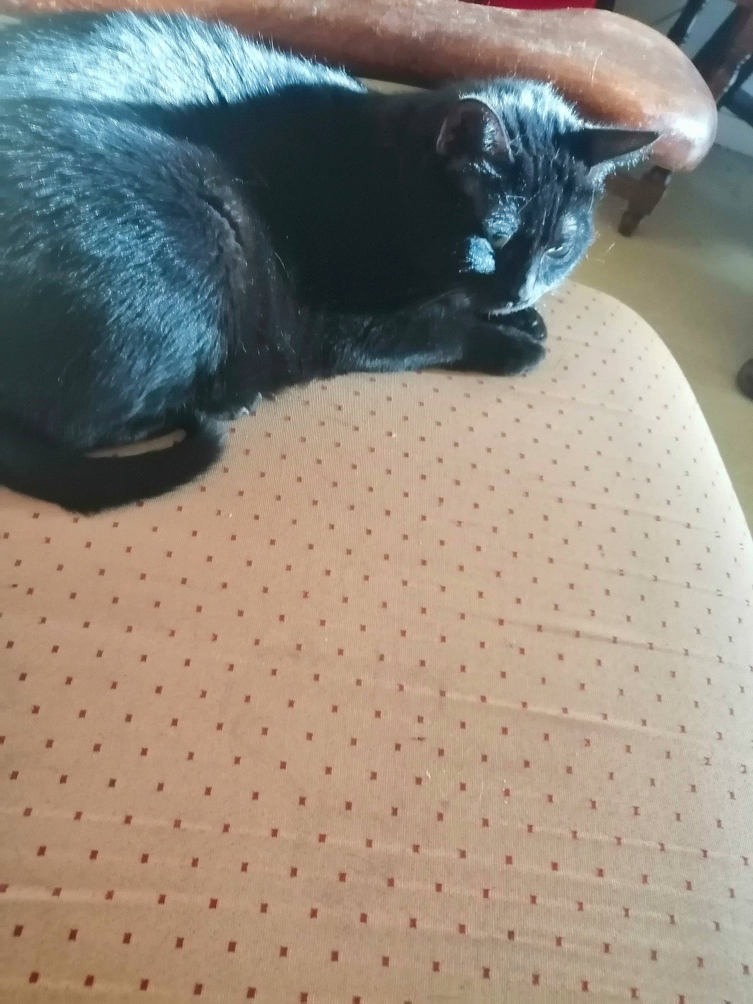 Rubis participe au concours pour gagner de l'argent avec cette photo : black_cat, bombay, carnivore, cat, claw, comfort, domestic_short_haired_cat, felidae, flooring, foot, fur, grey, linens, pattern, paw, small_to_medium_sized_cats, snout, tail, terrestrial_animal, whiskers