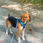 Hadès a rejoint le concours — aidez-le/la à gagner de superbes lots ! animal, autumn, beagle, canine, curious, dirt, dog, forest, greenery, harness, leash, leaves, nature, outdoor, path, pet, standing, sunlight, trees, walking