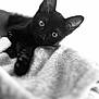 black_cat, kitten, animal, pet, feline, close_up, portrait, soft_blanket, texture, whiskers, ears, eyes, laying_down, monochrome, black_and_white, cute, indoor, cozy, fur, relaxed