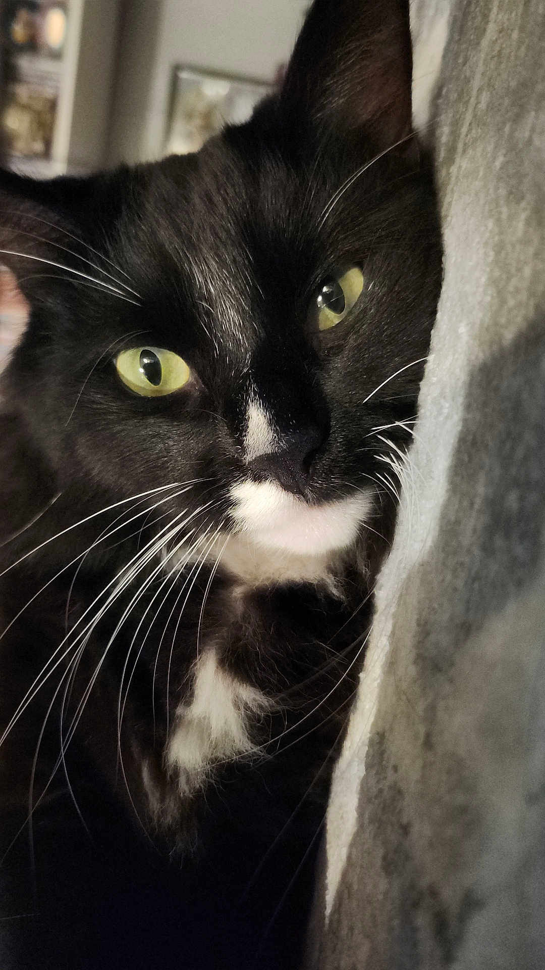 Jimin is registered to the contest to win money with this photo: cat, tuxedo_cat, close_up, green_eyes, whiskers, fur, face, nose, indoors, portrait, pet, feline, black_and_white, curious, cozy, macro, closeup_face, domestic_cat, relaxed, eye_contact