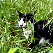 Cambouy participe au concours pour gagner de l'argent avec cette photo : animal, black_and_white, camouflage, cat, close_up, eyes, feline, fur, garden, grass, greenery, hidden, leaves, nature, outdoors, peeking, pet, portrait, whiskers, wildlife