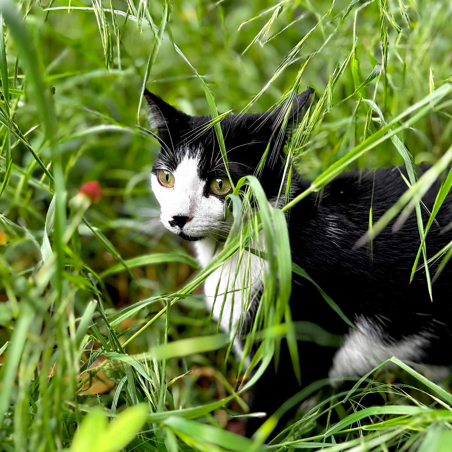 Cambouy participe au concours pour gagner de l'argent avec cette photo : animal, black_and_white, camouflage, cat, close_up, eyes, feline, fur, garden, grass, greenery, hidden, leaves, nature, outdoors, peeking, pet, portrait, whiskers, wildlife