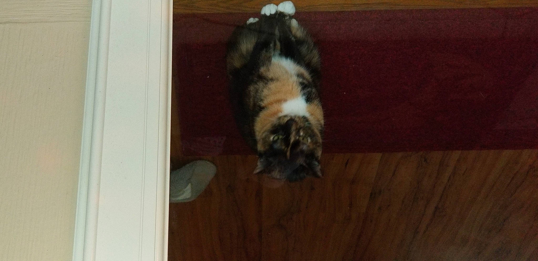 Coco is registered to the contest to win money with this photo: carnivore, cat, felidae, floor, flooring, fur, hardwood, laminate_flooring, plywood, small_to_medium_sized_cats, tail, terrestrial_animal, varnish, wood, wood_flooring, wood_stain