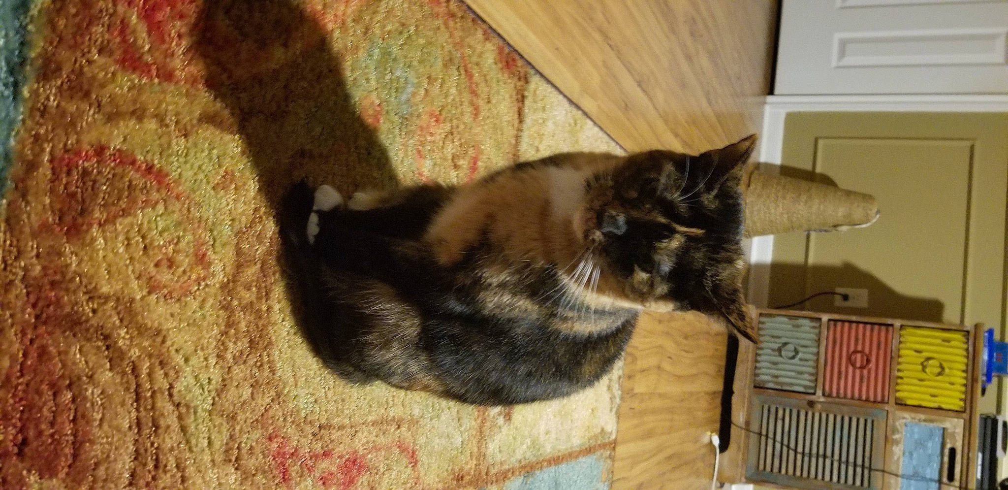 Coco is registered to the contest to win money with this photo: box, cabinetry, carnivore, cat, chest_of_drawers, drawer, felidae, fur, home_accessories, kitchen_utensil, light_switch, pet_supply, small_to_medium_sized_cats, tail, whiskers, wood_stain