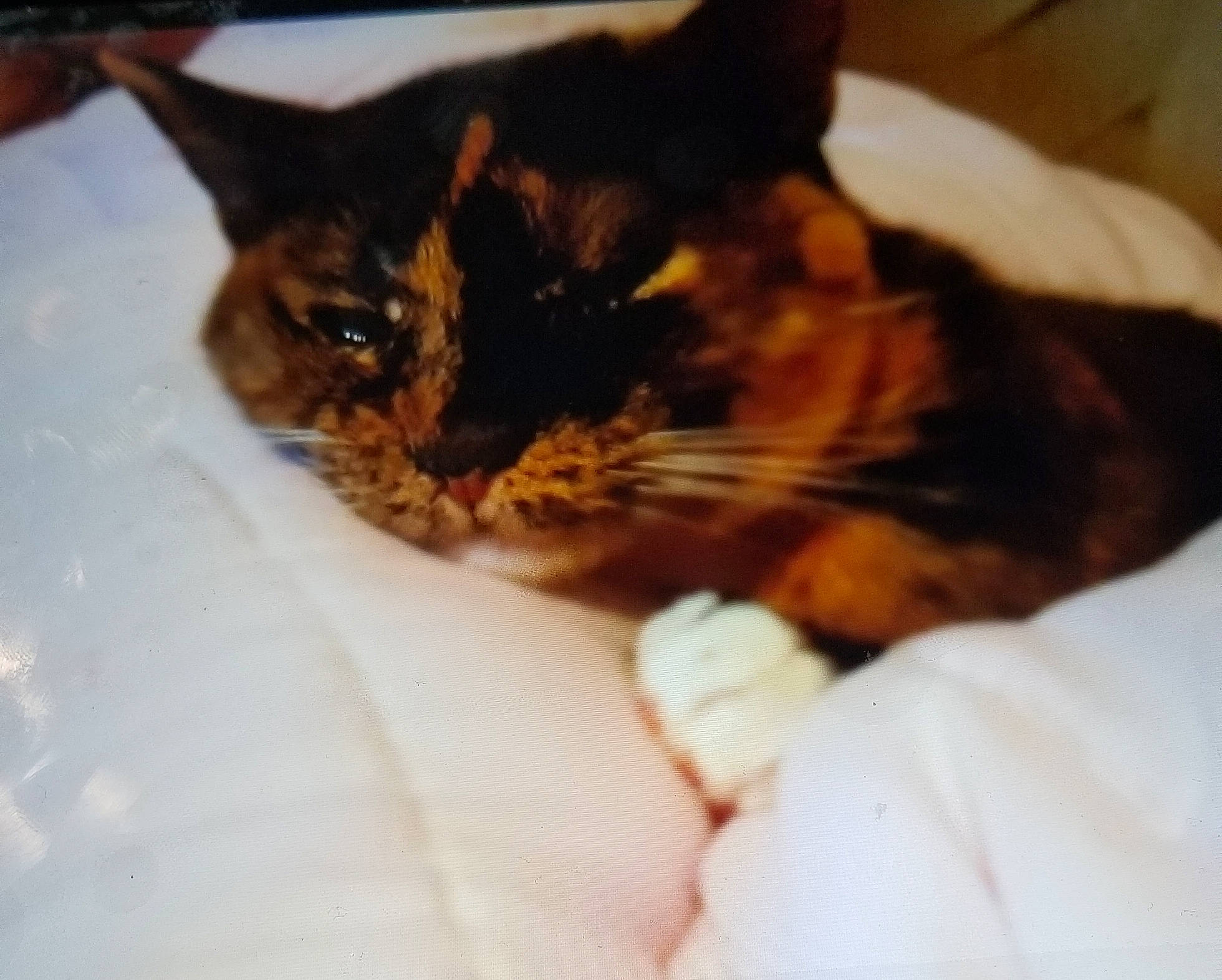 Coco is registered to the contest to win money with this photo: brown, carnivore, cat, comfort, domestic_short_haired_cat, fawn, felidae, fur, kitten, skin, small_to_medium_sized_cats, snout, terrestrial_animal, vertebrate, whiskers