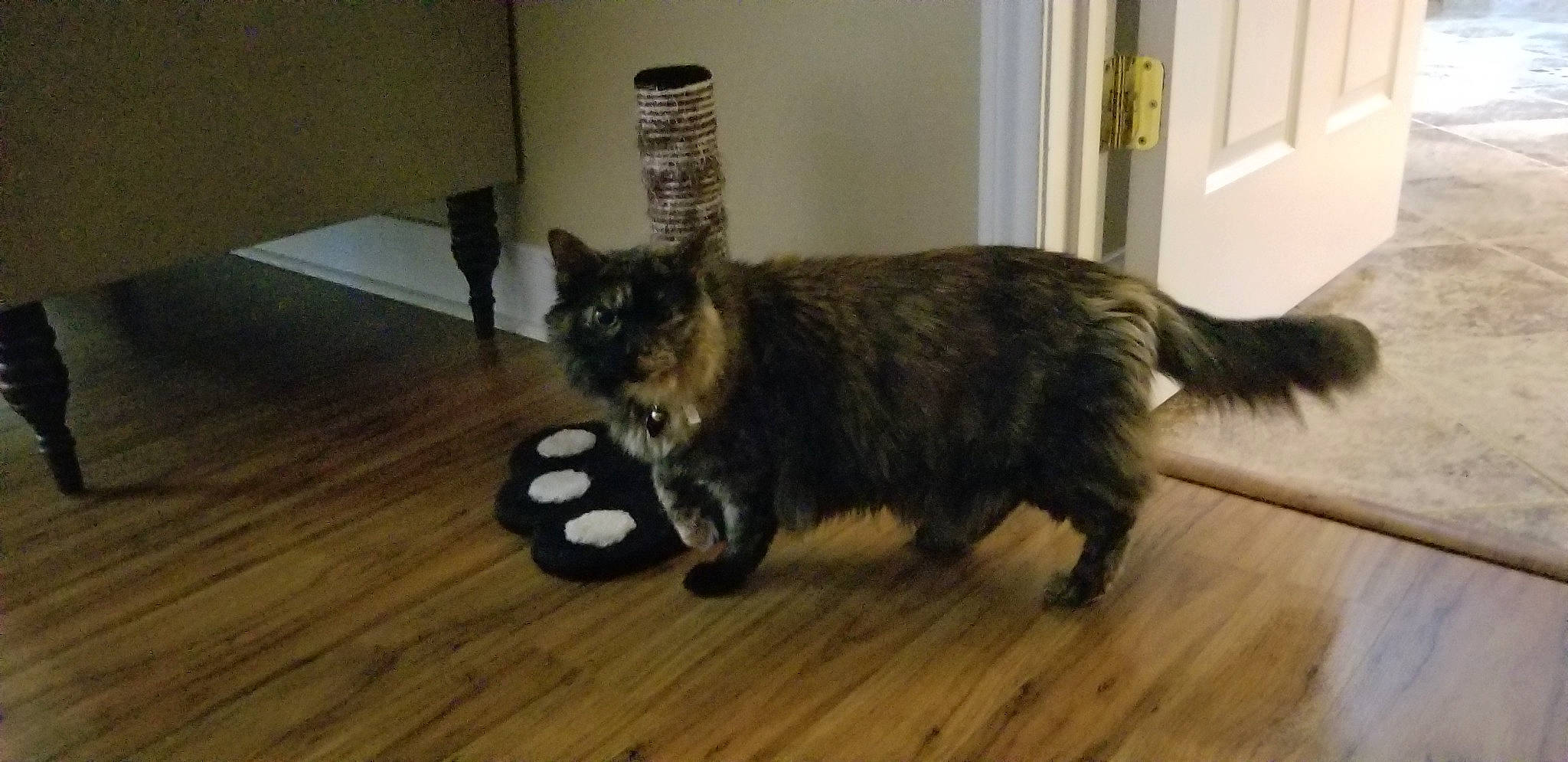 Barbara joined the competition — help win amazing prizes! carnivore, cat, felidae, floor, flooring, fur, hardwood, home, laminate_flooring, mammal, plywood, small_to_medium_sized_cats, tail, terrestrial_animal, varnish, vertebrate, whiskers, wood, wood_flooring, wood_stain