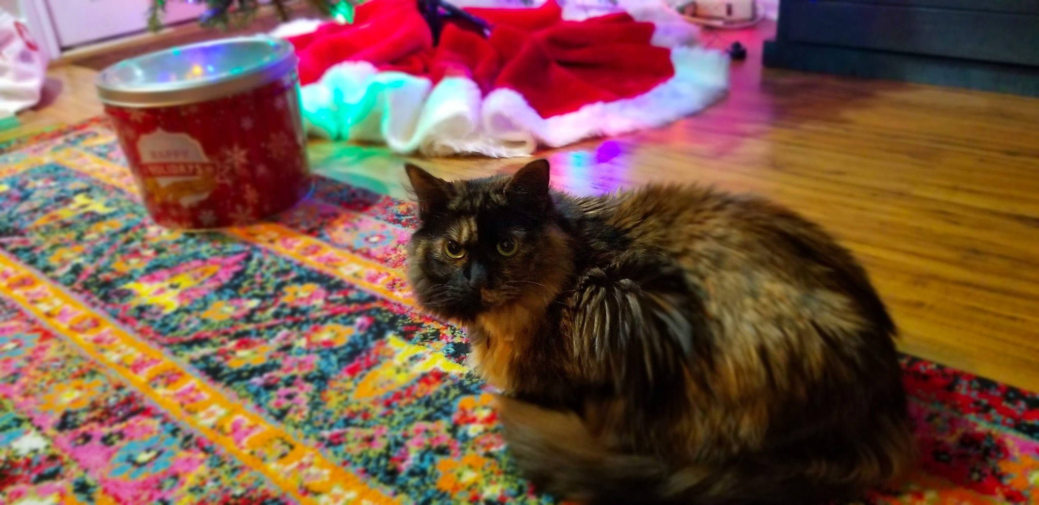 Barbara is registered to the contest to win money with this photo: carnivore, carpet, cat, domestic_long_haired_cat, felidae, floor, flooring, fur, hardwood, home_accessories, laminate_flooring, linens, mat, quilt, rug, small_to_medium_sized_cats, vertebrate, whiskers, wood_flooring, woven_fabric