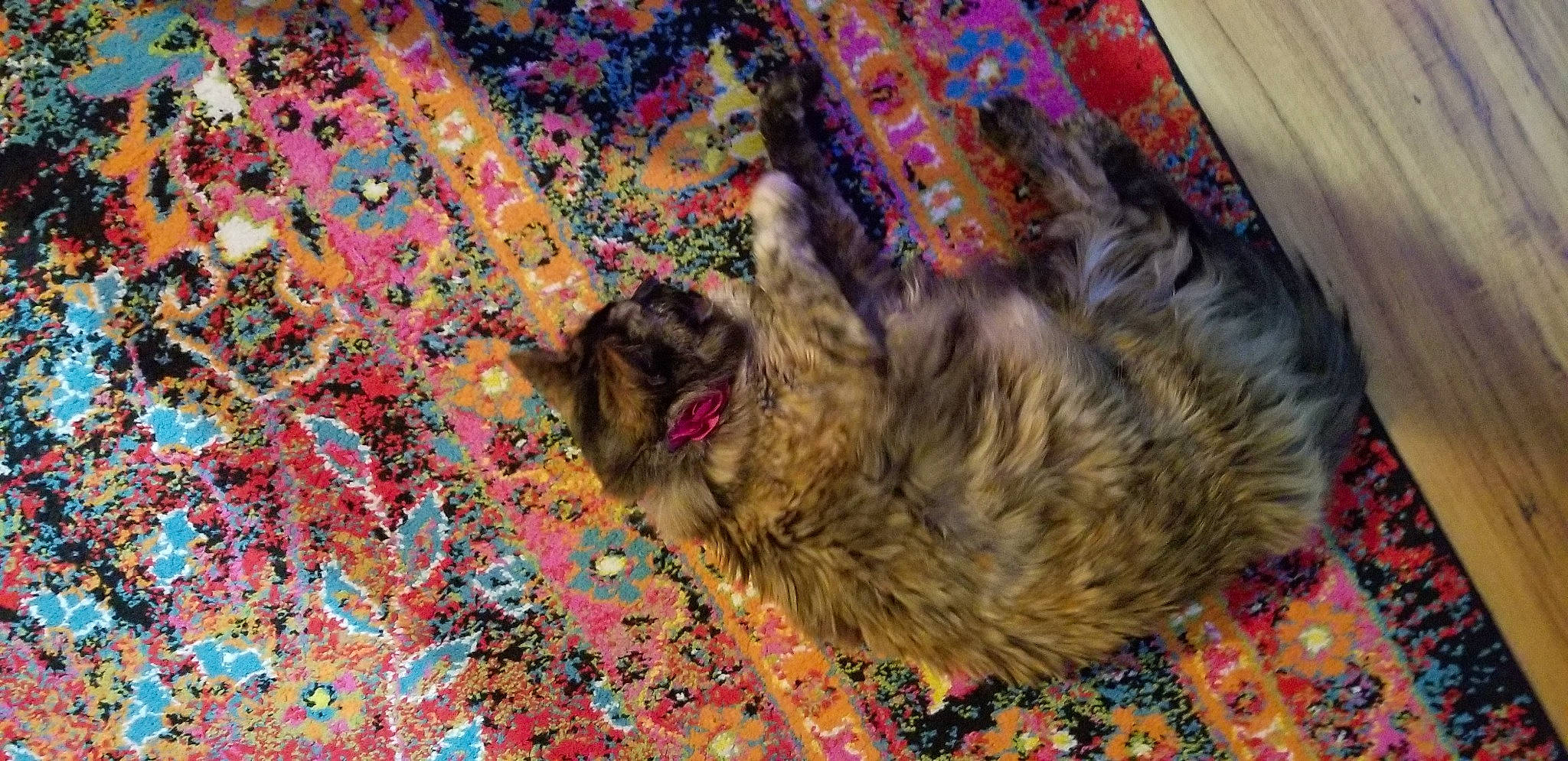 Barbara is registered to the contest to win money with this photo: canidae, carnivore, carpet, cat, dog, dog_breed, fur, paw, small_to_medium_sized_cats, sporting_group, textile, working_animal