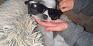Bandit is registered to the contest to win money with this photo: dog, pet, sunglasses, hand, blanket, shaggy_pillow, brick_wall, fireplace, indoor, cozy, flash, portrait, small_dog, puppy, human_hand, furry, accessory, resting, nighttime, black_and_white_fur