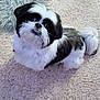 Bandit is registered to the contest to win money with this photo: dog, shih_tzu, puppy, pet, fluffy, black_and_white, looking_up, carpet, rug, indoor, adorable, small_breed, long_hair, tail, eye_contact, nose, paws, sitting, cozy, portrait