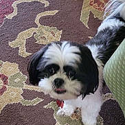 Bandit is registered to the contest to win money with this photo: dog, shih_tzu, pet, carpet, indoor, small_dog, black_and_white, fur, cute, collar, id_tag, paws, tail, patterned_rug, armchair, furniture, looking_up, closeup, curious, living_room