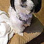 Bandit is registered to the contest to win money with this photo: dog, small_dog, shih_tzu, pet, sitting, couch, blanket, white_fur, black_fur, teeth, face, eyes, collar, tag, indoor, close_up, adorable, portrait, fur, paw
