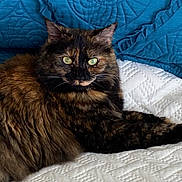 Flea joined the competition — help win amazing prizes! cat, tortoiseshell, fluffy, green_eyes, quilt, white_bedding, blue_pillows, indoor, pet, feline, resting, portrait, close_up, fur, whiskers, relaxed, domestic_animal, cute, animal, companion