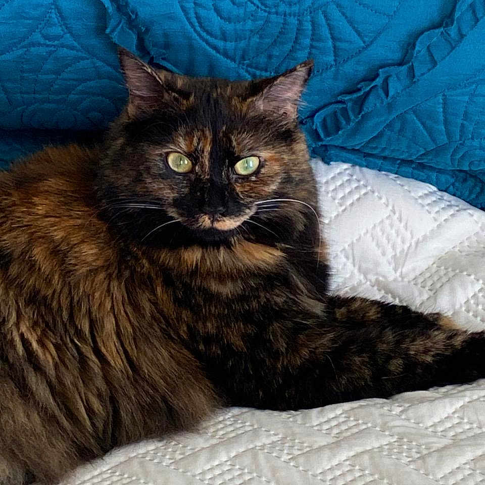 Flea joined the competition — help win amazing prizes! animal, blue_pillows, cat, close_up, companion, cute, domestic_animal, feline, fluffy, fur, green_eyes, indoor, pet, portrait, quilt, relaxed, resting, tortoiseshell, whiskers, white_bedding