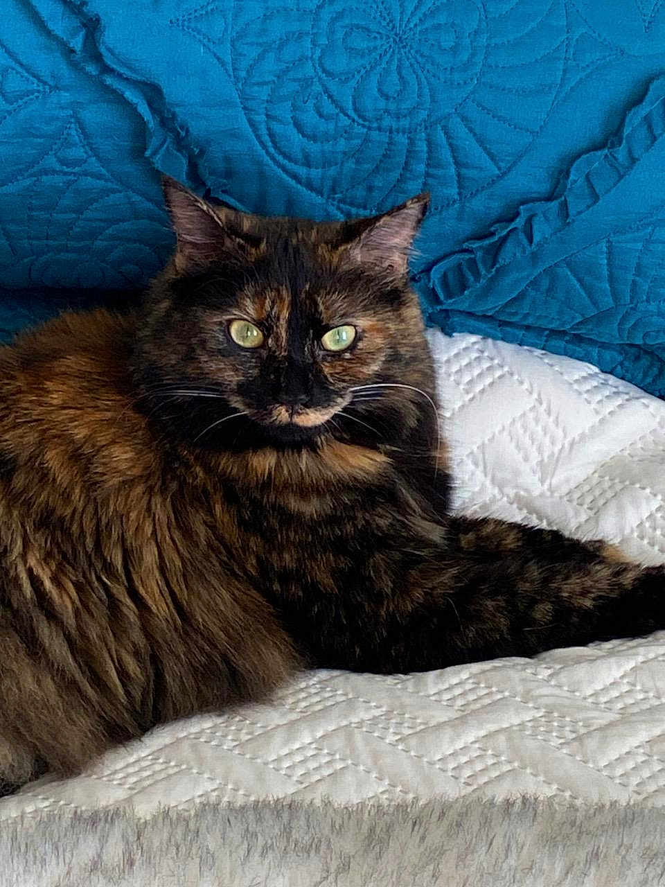 Flea joined the competition — help win amazing prizes! cat, tortoiseshell, fluffy, green_eyes, quilt, white_bedding, blue_pillows, indoor, pet, feline, resting, portrait, close_up, fur, whiskers, relaxed, domestic_animal, cute, animal, companion