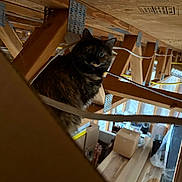 Flea is registered to the contest to win money with this photo: animal, attic, beams, boxes, cat, clutter, construction, curious, curious_look, dim_light, furniture, indoor, pet, shelter, storage, tortoiseshell, wide_eyes, wires, wood, wooden_planks