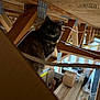 animal, attic, beams, boxes, cat, clutter, construction, curious, curious_look, dim_light, furniture, indoor, pet, shelter, storage, tortoiseshell, wide_eyes, wires, wood, wooden_planks