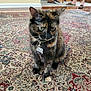 animal, black, brown, carpet, cat, collar, domestic, ears, feline, floor, indoor, orange, person_feet, pet, rug, sandals, tag, tortoiseshell, whiskers, white_paw