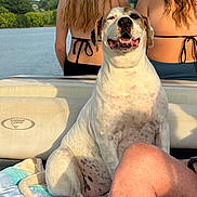 Dolly is registered to the contest to win money with this photo: dog, smiling_dog, boat, lake, water, people, women, bikini, back_view, towel, seat, summer, outdoor, sunlight, happy, pet, vacation, trees, nature, portrait