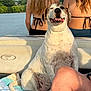 back_view, bikini, boat, dog, happy, lake, nature, outdoor, people, pet, portrait, seat, smiling_dog, summer, sunlight, towel, trees, vacation, water, women