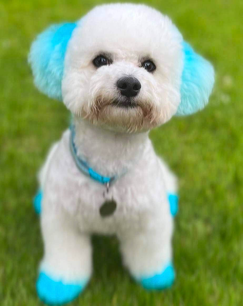 Geno is registered to the contest to win money with this photo: canidae, carnivore, collar, companion_dog, dog, dog_breed, dog_clothes, dog_collar, dog_supply, fashion_accessory, grass, maltepoo, puppy, puppy_love, snout, sporting_group, stuffed_toy, terrier, toy, toy_dog