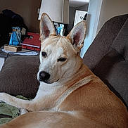 Sampson joined the competition — help win amazing prizes! animal, brown, couch, cozy, dog, domestic_animal, ears, fur, furniture, home, indoor, lamp, living_room, looking, pet, portrait, relaxed, resting, table, white