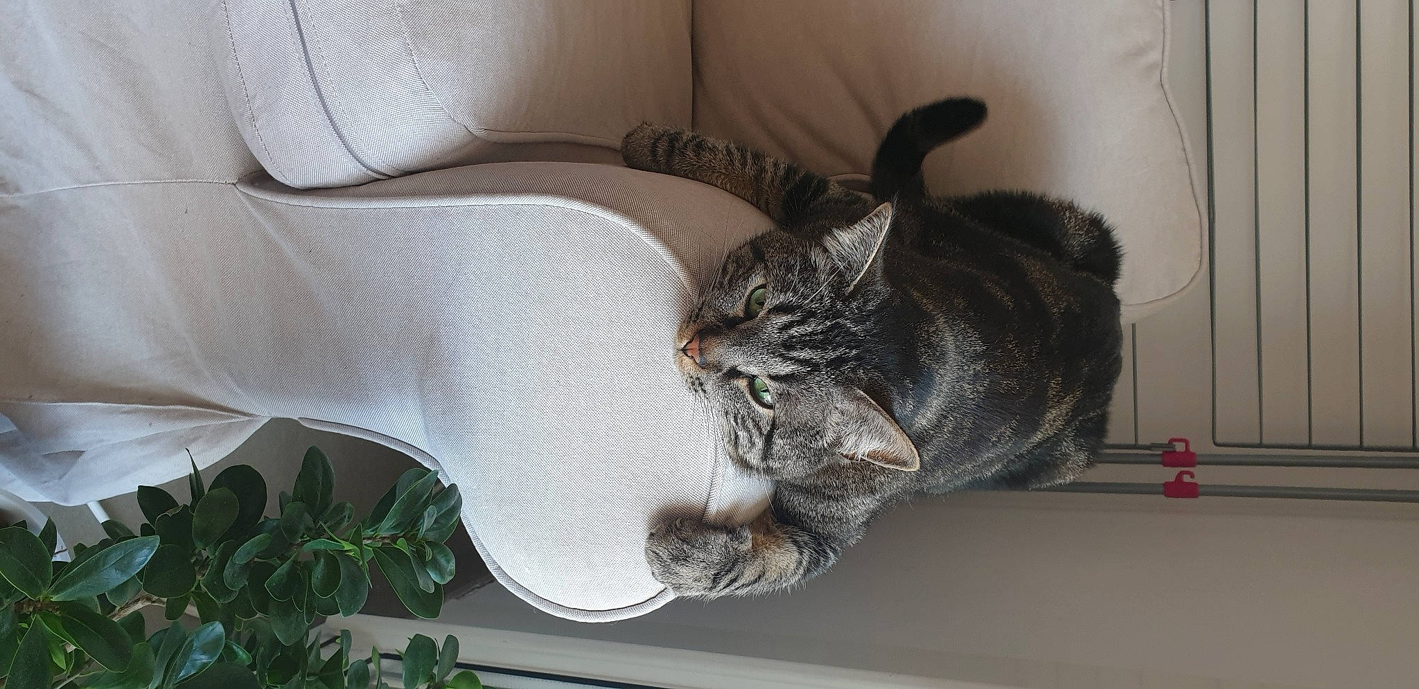 Ernest participe au concours pour gagner de l'argent avec cette photo : american_shorthair, asian, carnivore, cat, domestic_short_haired_cat, dragon_li, european_shorthair, felidae, fur, kitten, nap, norwegian_forest_cat, organism, paw, pixie_bob, polydactyl_cat, small_to_medium_sized_cats, tabby_cat, tail, whiskers