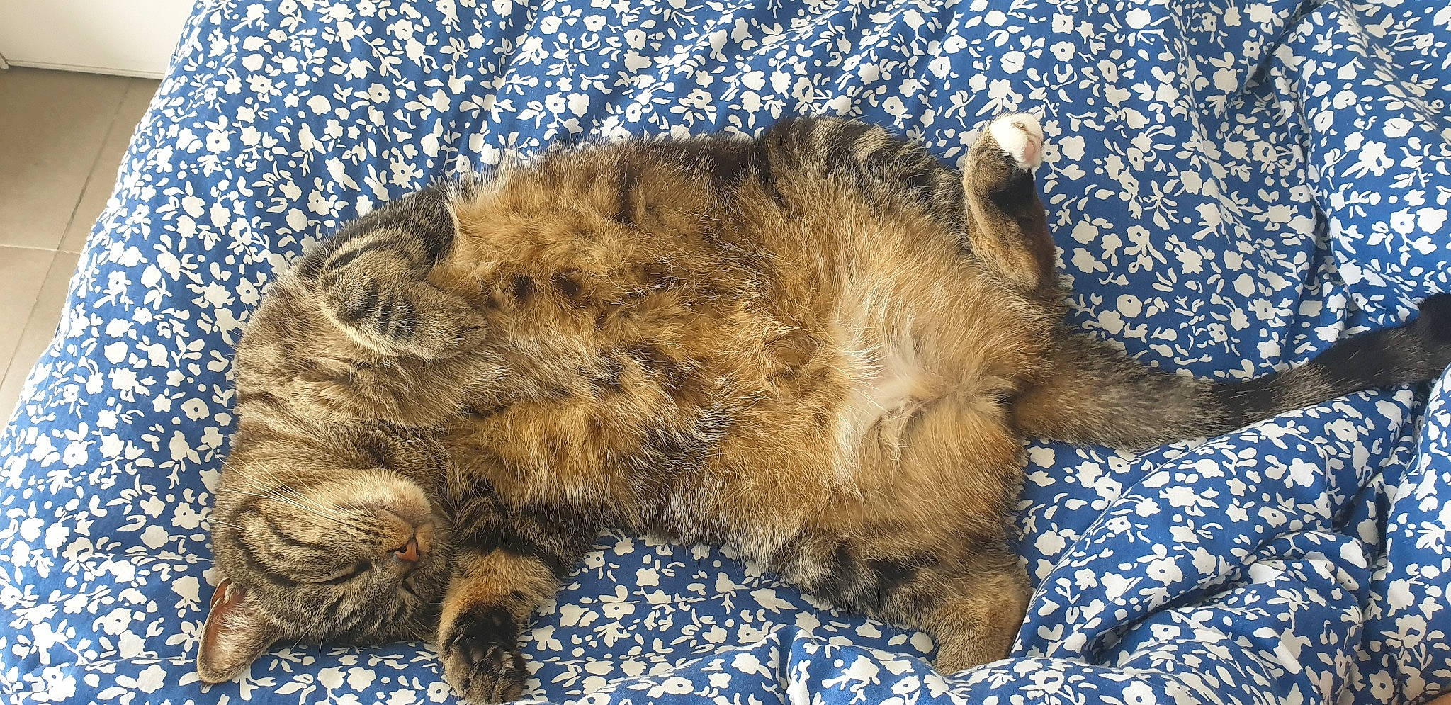 Ernest participe au concours pour gagner de l'argent avec cette photo : canidae, carnivore, cat, dog_breed, european_shorthair, fawn, felidae, fur, glen_of_imaal_terrier, norwegian_forest_cat, norwich_terrier, small_to_medium_sized_cats, tabby_cat, tail, whiskers