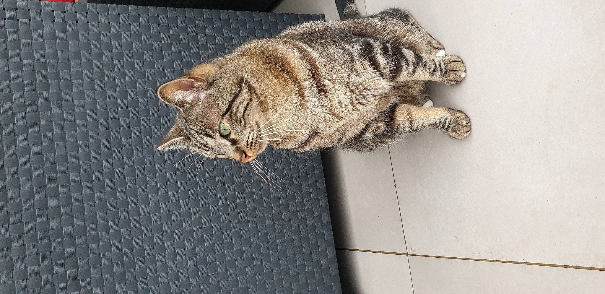 Ernest participe au concours pour gagner de l'argent avec cette photo : aegean_cat, american_bobtail, asian, california_spangled, carnivore, cat, domestic_short_haired_cat, dragon_li, european_shorthair, felidae, fur, mammal, ocicat, organism, pixie_bob, small_to_medium_sized_cats, tabby_cat, tail, whiskers, wild_cat