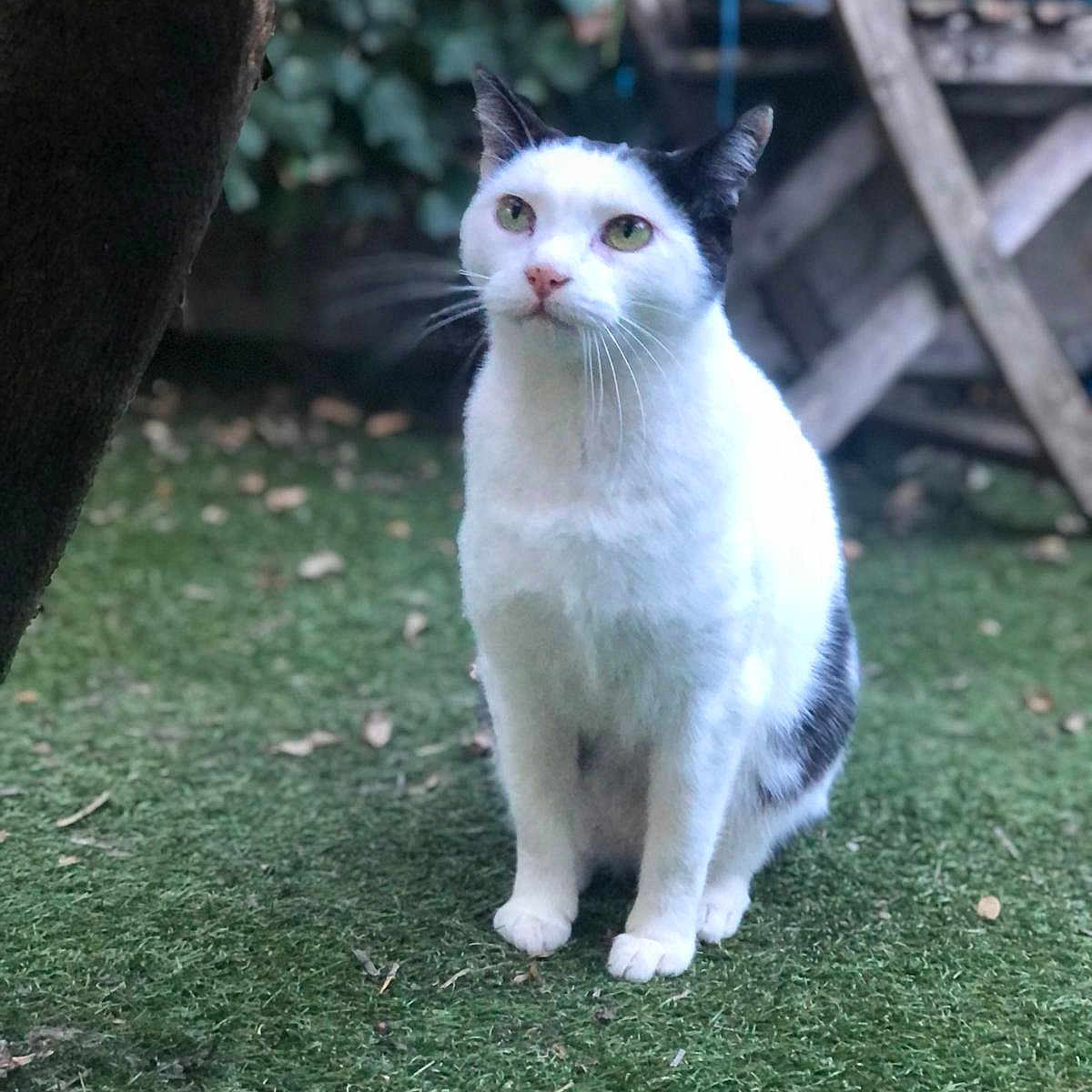 Heineken participe au concours pour gagner de l'argent avec cette photo : abyssinian, angora, animal, backyard, cat, grass, green, kitten, lawn, manx, nature, outdoors, park, pet, plant, pottedplant, siamese, vegetation, white, yard