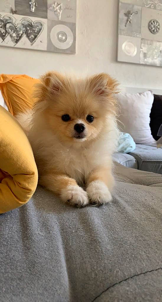 Lady participe au concours pour gagner de l'argent avec cette photo : canidae, carnivore, comfort, companion_dog, dog, dog_breed, dog_supply, fawn, fur, german_spitz, german_spitz_mittel, picture_frame, snout, spitz, sporting_group, toy_dog, volpino_italiano, wall_plate, whiskers, working_animal