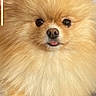 Lady participe au concours pour gagner de l'argent avec cette photo : pomeranian, dog, fluffy, pet, animal, cute, face, tongue, instagram, social_media, portrait, close_up, furry, small_dog, canine, adorable, companion, domestic_animal, screenshot, mobile_screen