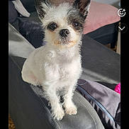 Chanel a rejoint le concours — aidez-le/la à gagner de superbes lots ! dog, small_dog, pet, animal, sitting, portrait, indoors, living_room, sofa, leather_sofa, cushion, chair, furniture, white_fur, brown_fur, scruffy_fur, pointy_ears, dark_eyes, camera_facing, cute