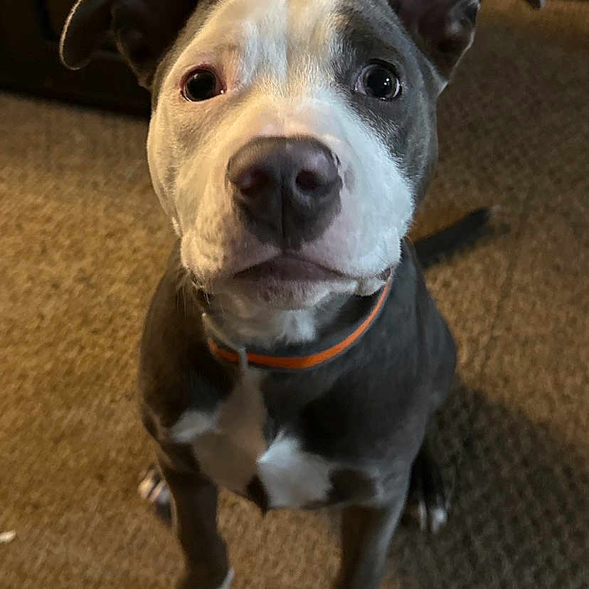 Lil Man is registered to the contest to win money with this photo: animal, brown, canine, carpet, collar, companion, cute, dog, domestic_animal, ears, face, gray, indoor, looking_up, pet, pit_bull, puppy, sitting, white, young