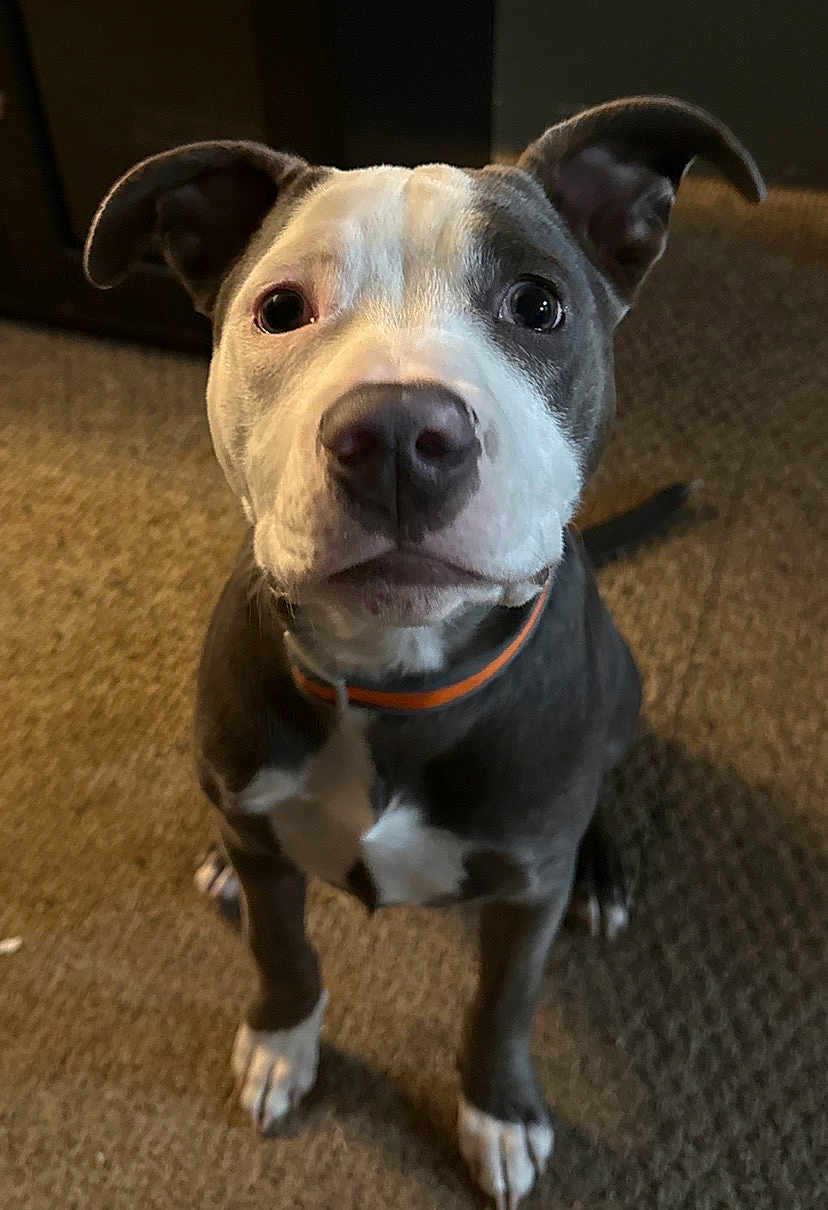 Lil Man is registered to the contest to win money with this photo: dog, puppy, pit_bull, pet, indoor, carpet, collar, cute, animal, brown, white, gray, ears, face, sitting, looking_up, young, domestic_animal, companion, canine