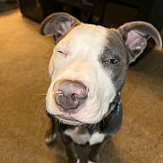 Lil Man joined the competition — help win amazing prizes! dog, pet, canine, close_up, indoor, carpet, brown, white, black, ears, nose, sitting, animal, cute, expression, face, fur, domestic_animal, background, wooden_furniture