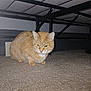 cat, orange_cat, tabby, carpet, indoor, feline, pet, animal, fur, whiskers, ears, bed_frame, floor, crouching, looking, curious, domestic_cat, closeup, household, flash