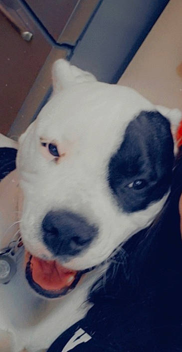 Ace joined the competition — help win amazing prizes! canidae, carnivore, collar, companion_dog, dog, dog_breed, ear, fur, non_sporting_group, pet_supply, snout, sporting_group, terrestrial_animal, whiskers, working_animal