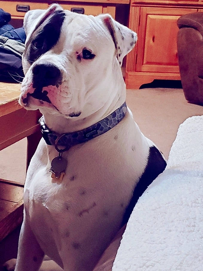 Ace is registered to the contest to win money with this photo: boxer, cabinetry, carnivore, collar, companion_dog, cupboard, dog, dog_breed, dog_collar, drawer, fawn, metal, molosser, non_sporting_group, pet_supply, selfie, whiskers, white, window, working_animal