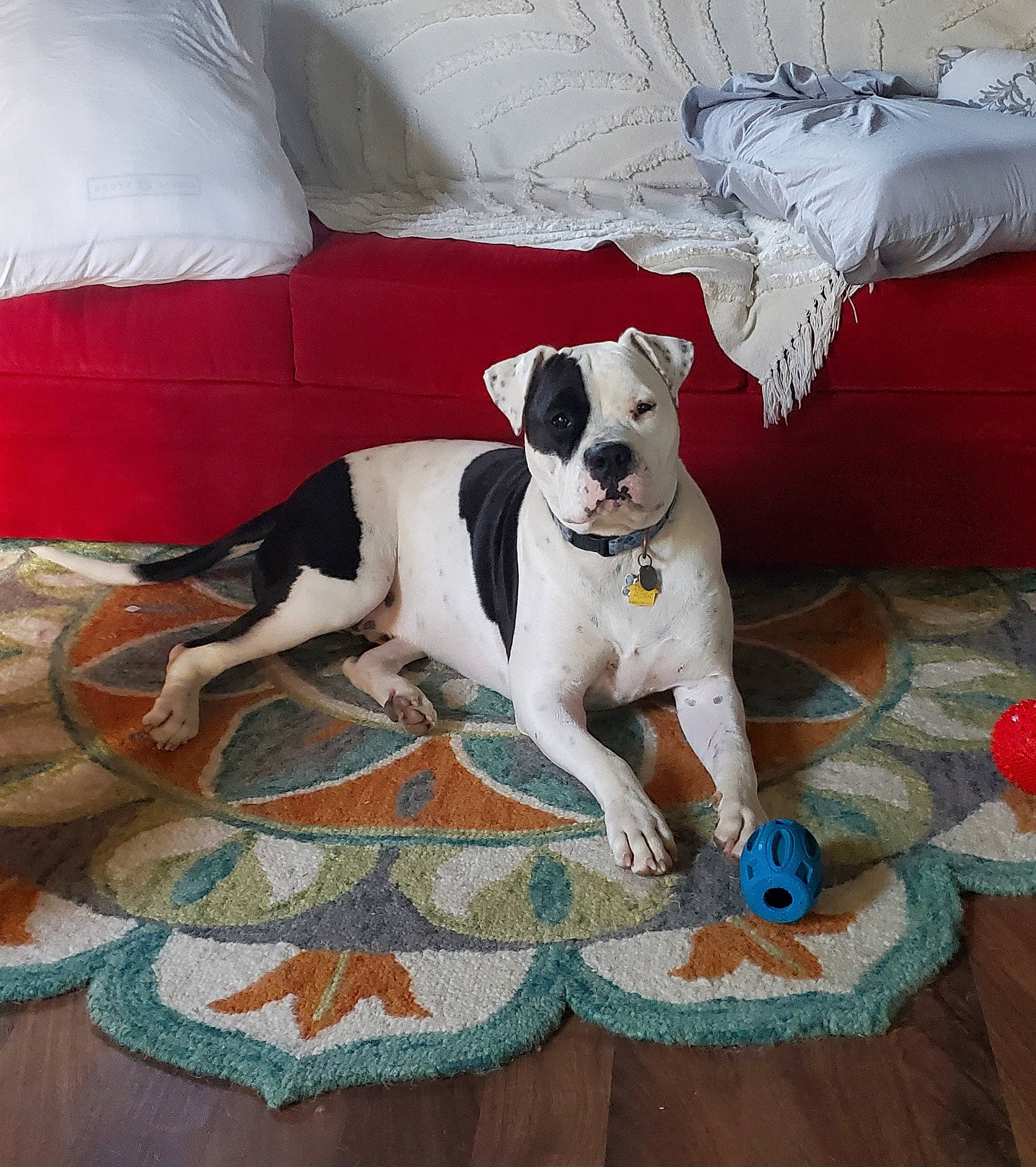 Ace joined the competition — help win amazing prizes! carnivore, collar, comfort, companion_dog, couch, dog, dog_breed, dog_collar, dog_supply, fawn, flooring, furniture, linens, pet_supply, pillow, rectangle, sporting_group, terrier, textile, throw_pillow