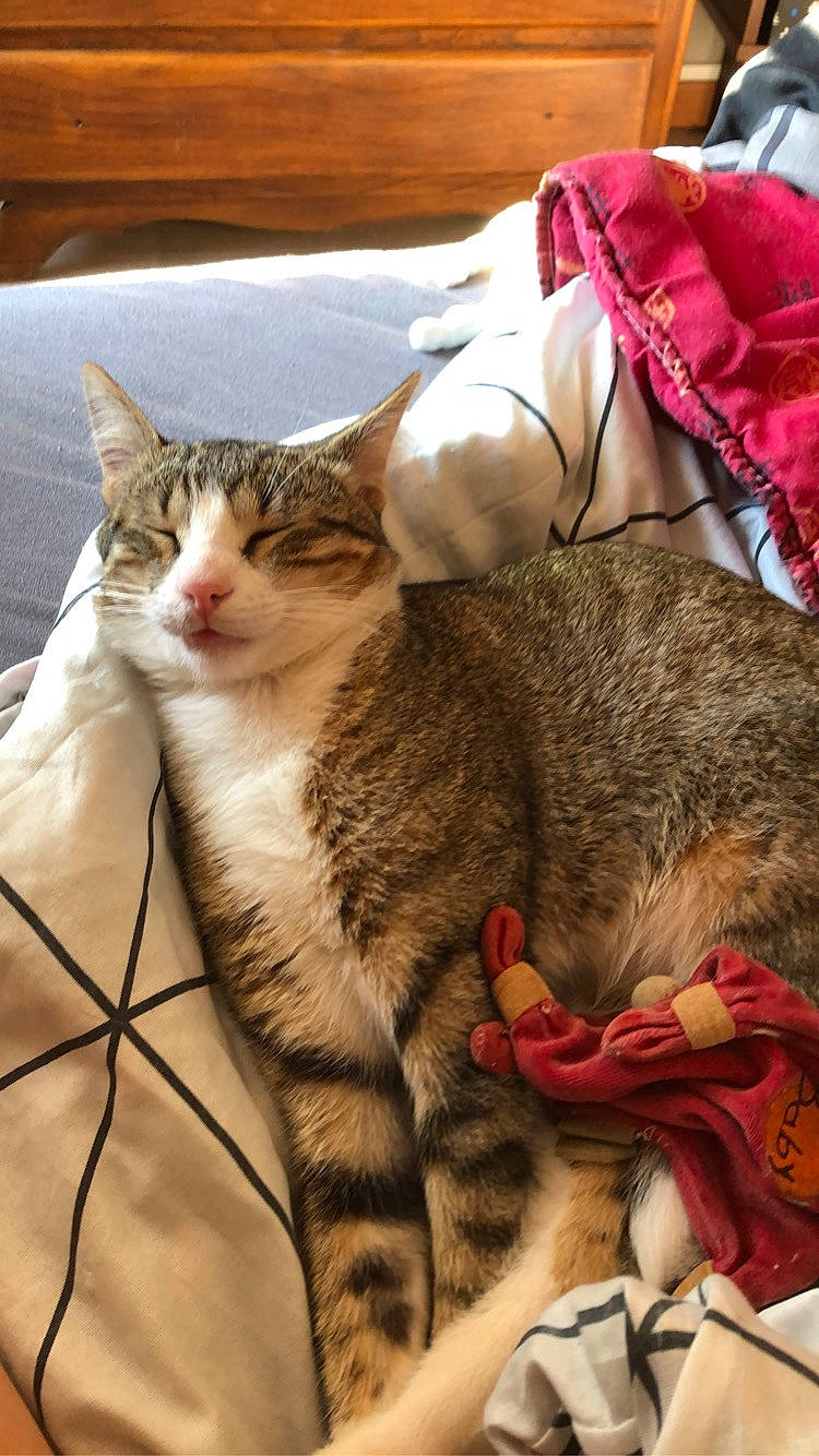 Pacha participe au concours pour gagner de l'argent avec cette photo : aegean_cat, american_shorthair, american_wirehair, asian, california_spangled, carnivore, cat, domestic_short_haired_cat, dragon_li, european_shorthair, felidae, fur, kitten, mammal, nap, pixie_bob, sleep, small_to_medium_sized_cats, tabby_cat, whiskers